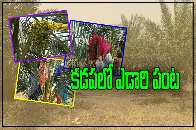 dates cultivation in kadapa