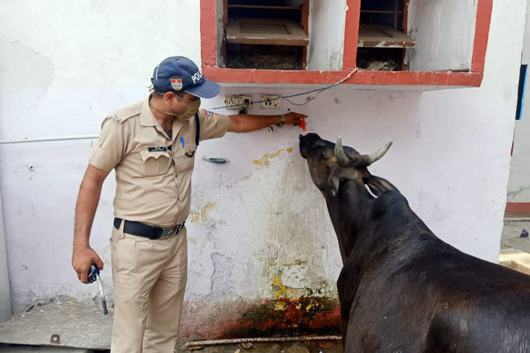 गाय को पानी पिलाते पुलिसकर्मी