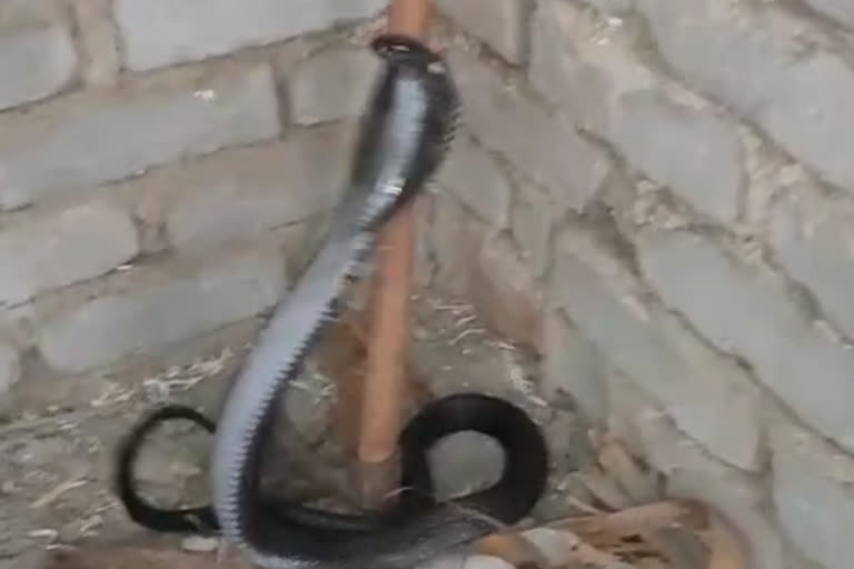 Ajmer news, Snake rescue team