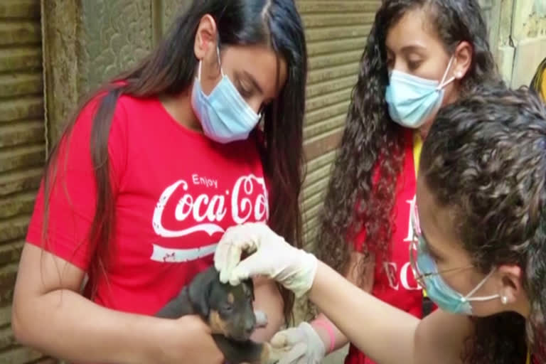 Egyptian volunteers feed stray animals in Cairo amid uncertainty