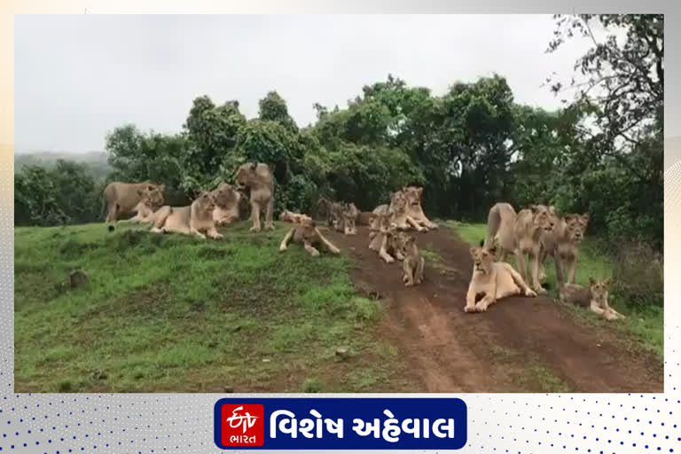 કોરોનાને કારણે ગીરના રાષ્ટ્રીય ઉદ્યાનો અને પ્રાણી સંગ્રહાલયો બંધ કરવા વનવિભાગનો નિર્ણય