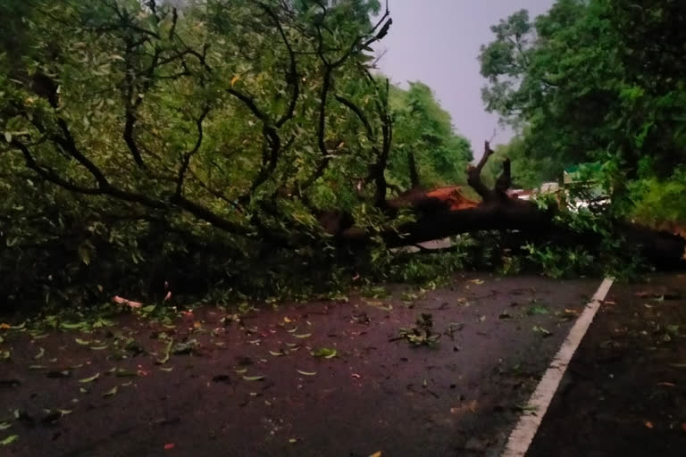 Kolhapur-Ratnagiri highway tree collapse news