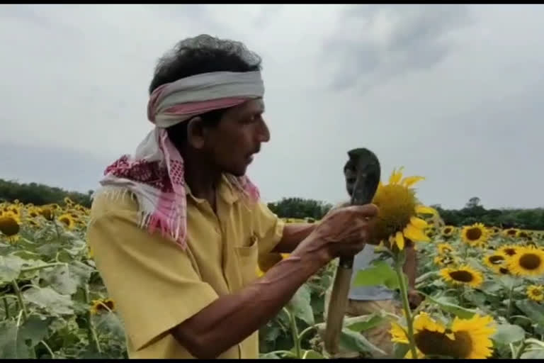 ৰঙিয়াত দুই উচ্চ শিক্ষিত যুৱকে আৰম্ভ কৰিছে কৃষি বিপ্লৱ