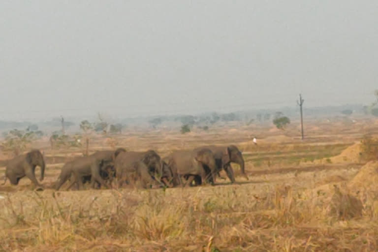 ହାତୀ ଆକ୍ରମଣରେ ଚାଲିଗଲା ଜୀବନ