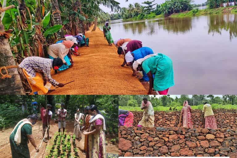 തൊഴിലുറപ്പ് പദ്ധതി  കോട്ടയം ജില്ല തൊഴിലുറപ്പ് പദ്ധതി  മഹാത്മഗാന്ധി ദേശീയ ഗ്രാമീണ തൊഴിലുറപ്പ് പദ്ധതി  mahatma gandhi national rural employment scheme  MGNRES  mahatma gandh  Employment Guarantee Scheme