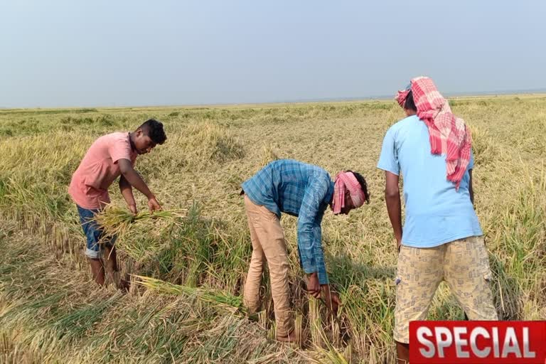 শ্রমিকের অভাব, ফের ক্ষতির সম্মুখীন হতে চলেছেন মালদার চাষিরা ?