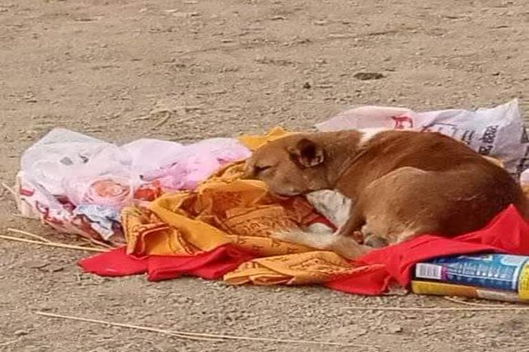 pet dog sit four days at graveyard after death of owner in gaya