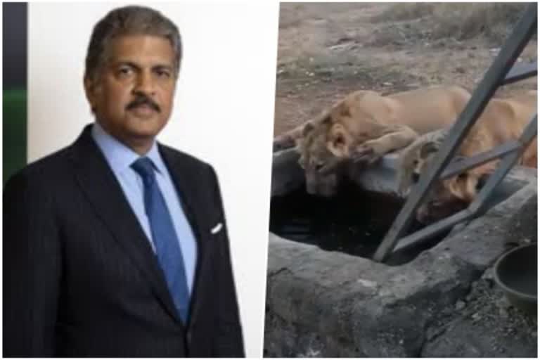 anand-mahindra-tweet-goes-viral-shares-video-of-lions-drinking-water-from-well-with-a-message