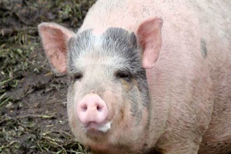 pig