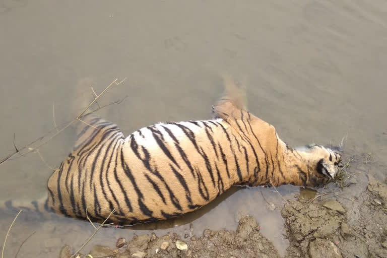 Tiger's body found in canal