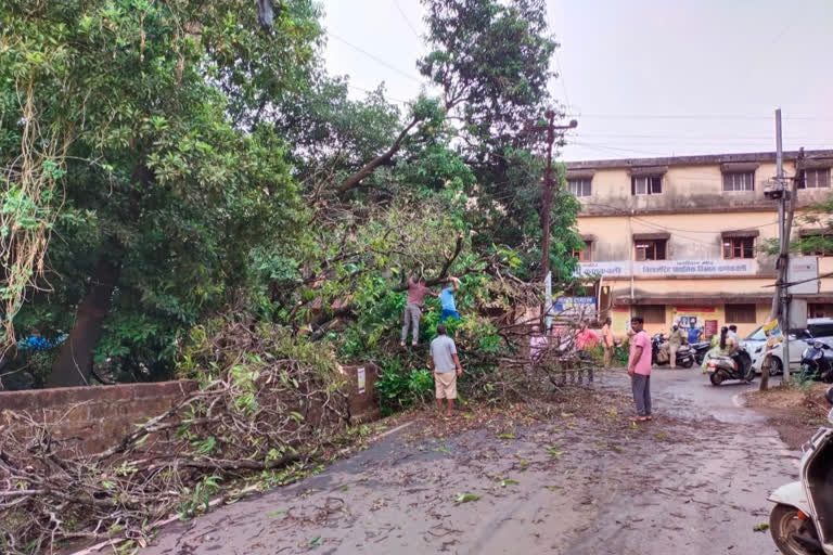 Untimely rain with strong winds fell in Sindhudurg