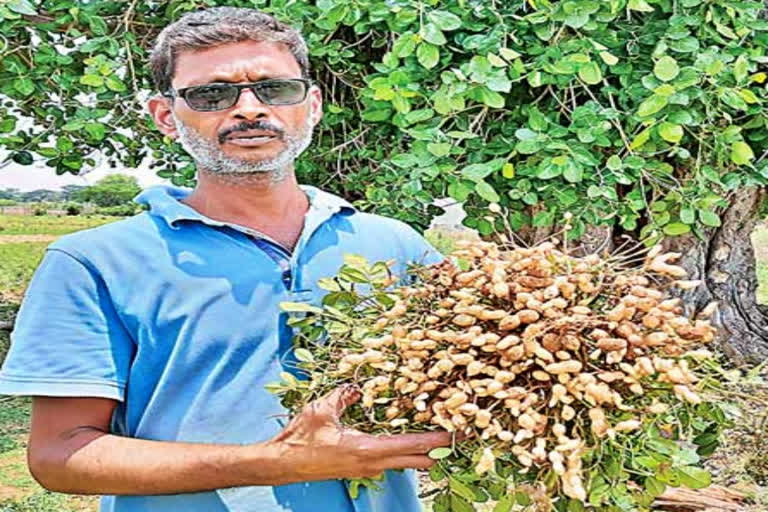 The farmer is creating wonders in peanut cultivation