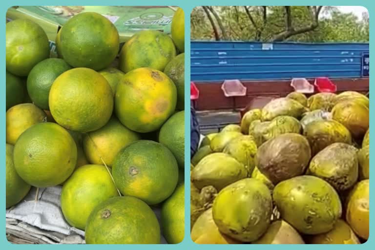 corona results in gradual increase of fruit rates