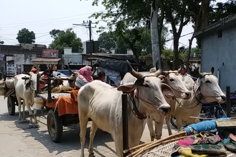 gau rakshak caught 8 cow yamunanagar