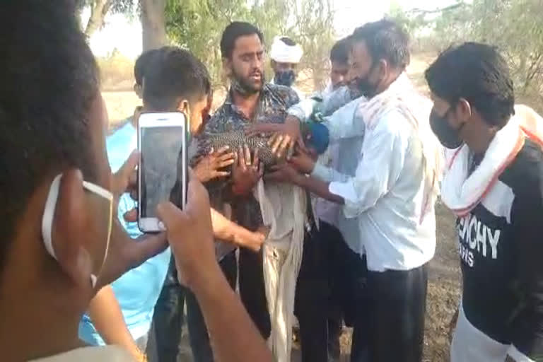 कुएं में गिरे मोर को बजरंग दल ने निकाला बाहर, Bajrang Dal took out the peacock that fell in well