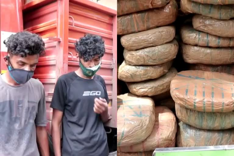 വൻ കഞ്ചാവ് വേട്ട  300 kg of cannabis seized  വൻ കഞ്ചാവ് വേട്ട  300 കിലോ കഞ്ചാവ്‌ പിടികൂടി  കഞ്ചാവ്‌ പിടികൂടി  cannabis seized