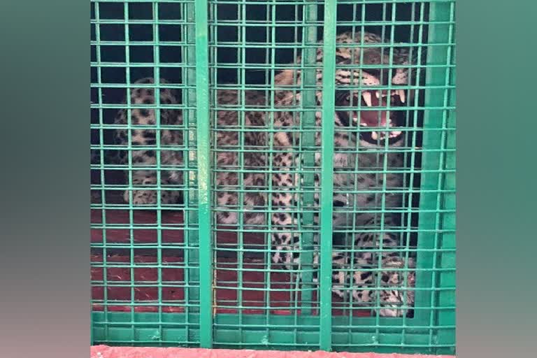 Forest officers caught cheeta which hidden in House