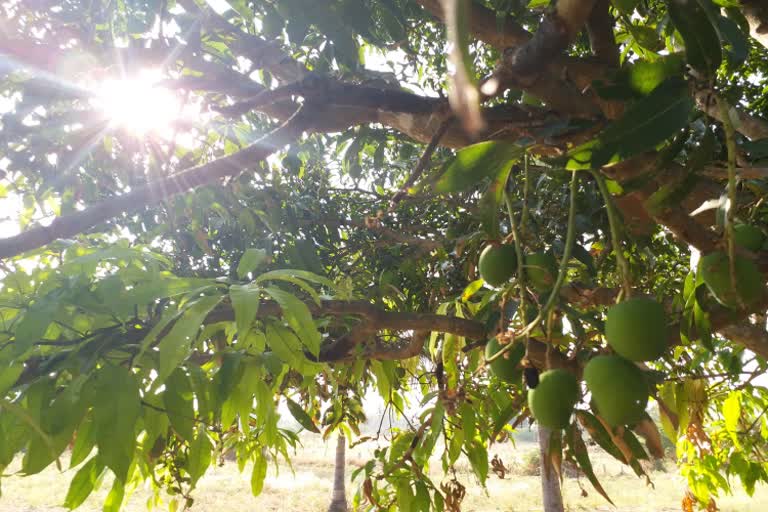 will lock down effects tumkur mango farmers ?