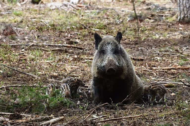 a-wild-boar-attacks-a-man-in-chamarajnagar