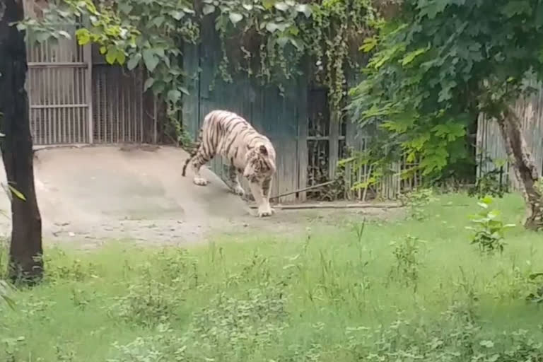 covid test for animals in delhi zoo