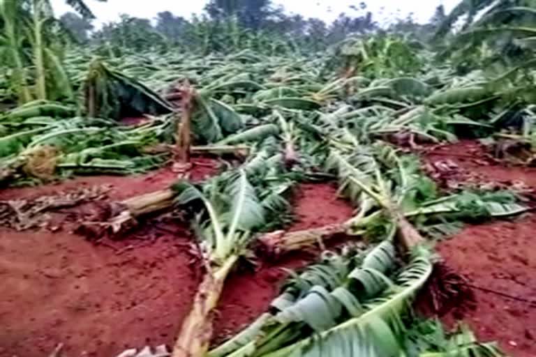 Banana Plants destroyed due to Storm in Koppal