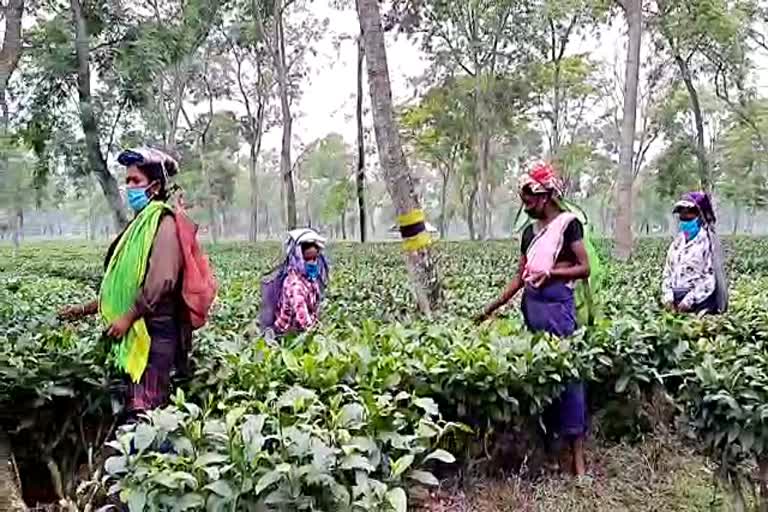 প্ৰশাসন ব্যৱস্থাক উপলোঙা টিংখাঙৰ চাহ বাগিচা কৰ্তৃপক্ষৰ