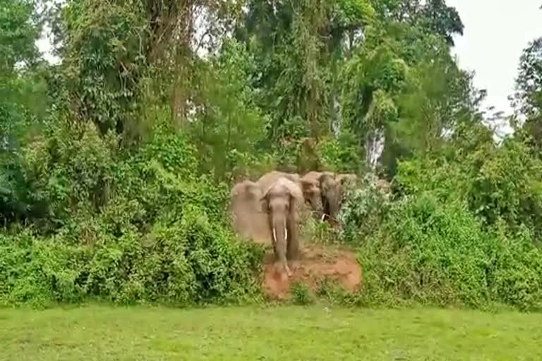 wild-elephant-terror-at-teok