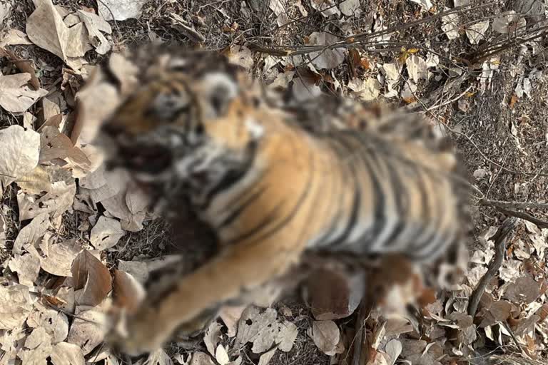 cub died in sawai madhopur, Ranthambore National Park