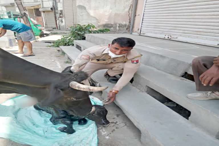 jaipur news, delivery of cow