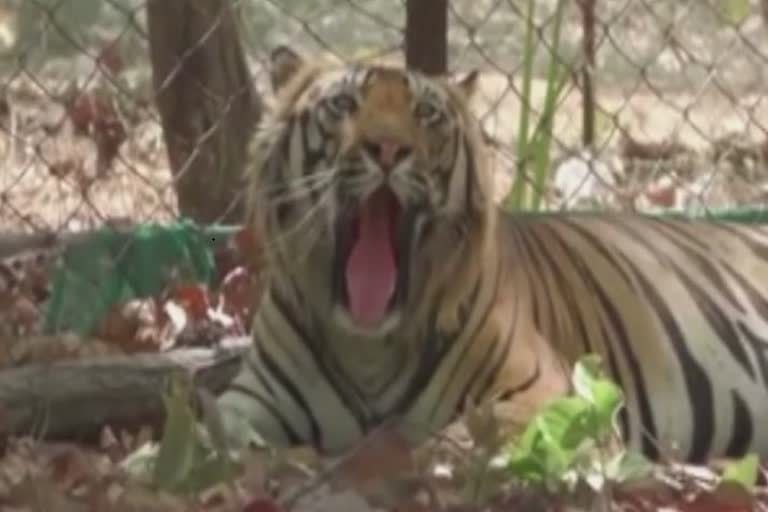 bandhavgarh tiger reserve management alert in umariya