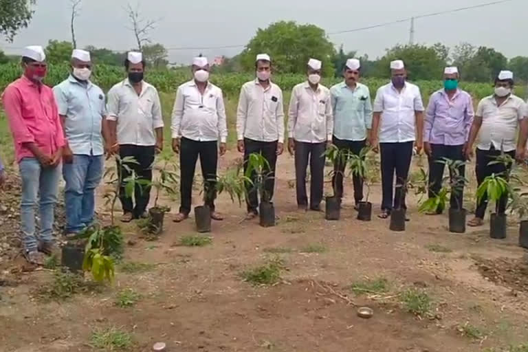 distributes mango plants