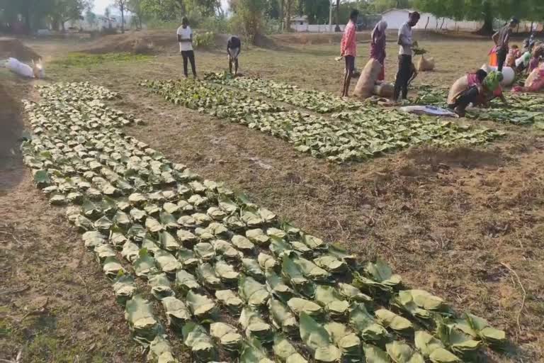 tendu-patta-have-huge-collection-during-corona-crisis-in-narayanpur