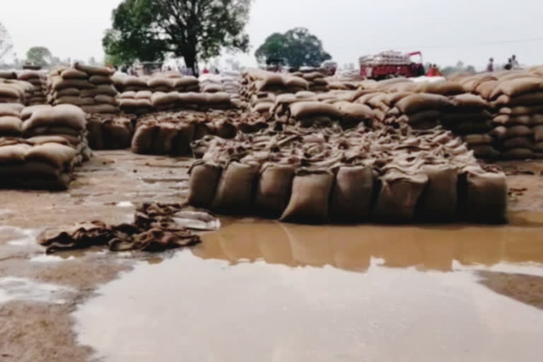Thousands of quintals of wheat soaked due to rain in satna