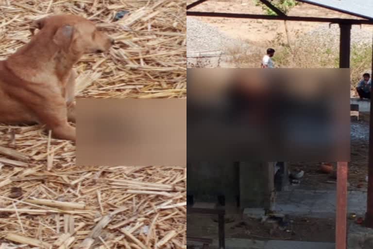 chittorgarh news, कोरोना संक्रमित शव, dogs scrape burning body