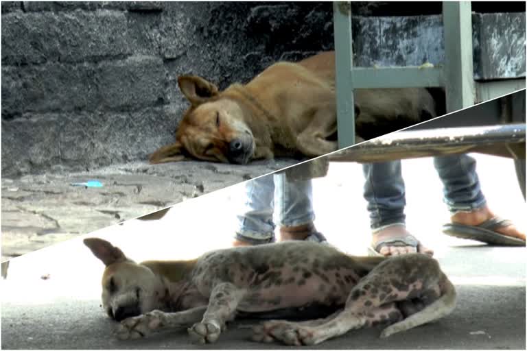 Street dogs  തെരുവ് നായ്ക്കള്‍  പട്ടിണി  starving  അടച്ചിടല്‍  ലോക്ക് ഡൗണ്‍  ഇടുക്കി  മൂന്നാര്‍