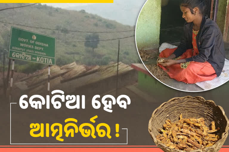 କୋଟିଆବାସୀଙ୍କୁ ଝାଡୁ-ହଳଦୀ ଦେଇଛି ଜୀବିକାର ରାହା