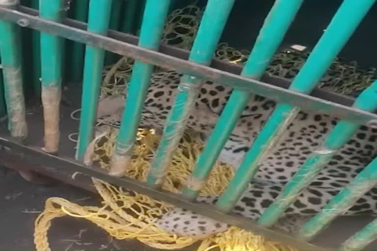 leopard caught in jhajjar