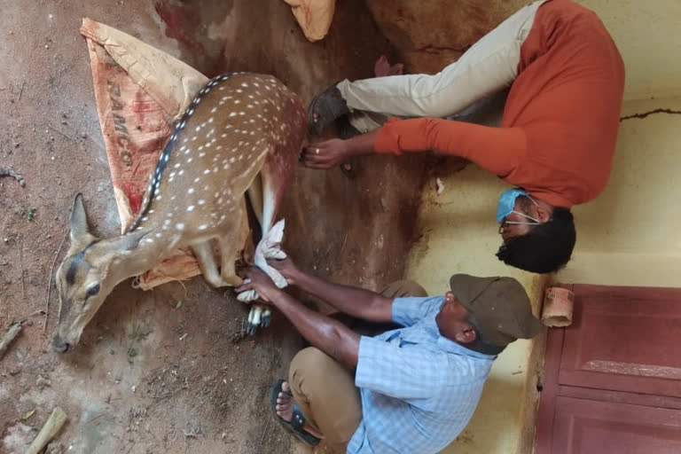 வெறிநாய் தாக்குதலுக்கு உள்ளாகிய புள்ளி மானை மீட்டு வனத்துறையினரிடம் ஒப்படைத்த  கிராம மக்கள்!!