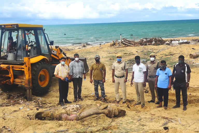 புதுமடம் பகுதியில் இறந்த நிலையில் கரை ஒதுங்கிய  ஒரு டன் எடையுள்ள கடல் பசு!