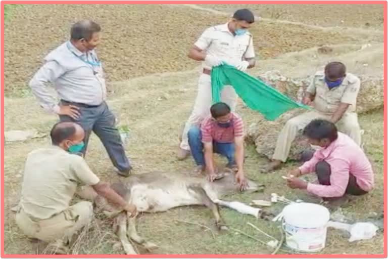 ଆହତ ଗାଈକୁ ଯୋଗାଇଲେ ସ୍ବାସ୍ଥ୍ୟସେବା