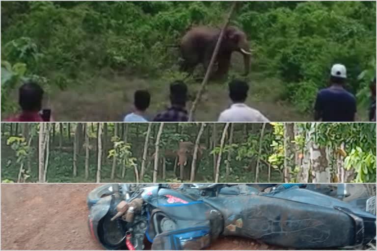 wild elephants in town  nilambur wild elephants  malappuram nilambur elephants  elephants in nilambur town  കാട്ടാനക്കൂട്ടം ടൗണിൽ  നിലമ്പൂർ ടൗണിൽ കാട്ടാനക്കൂട്ടം  നിലമ്പൂർ കാട്ടാനക്കൂട്ടം