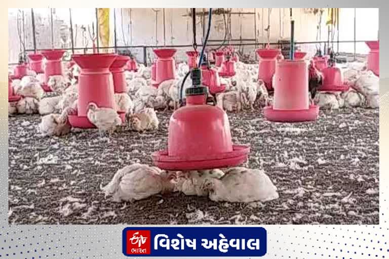 લોકડાઉનના પગલે પોલ્ટ્રી ફાર્મ ઉધોગ મંદીની ચપેટમાં