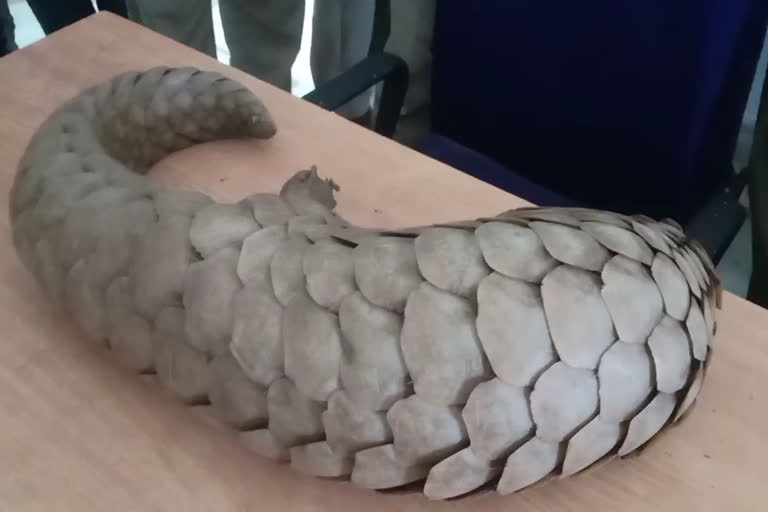 Pangolin undergoes COVID test