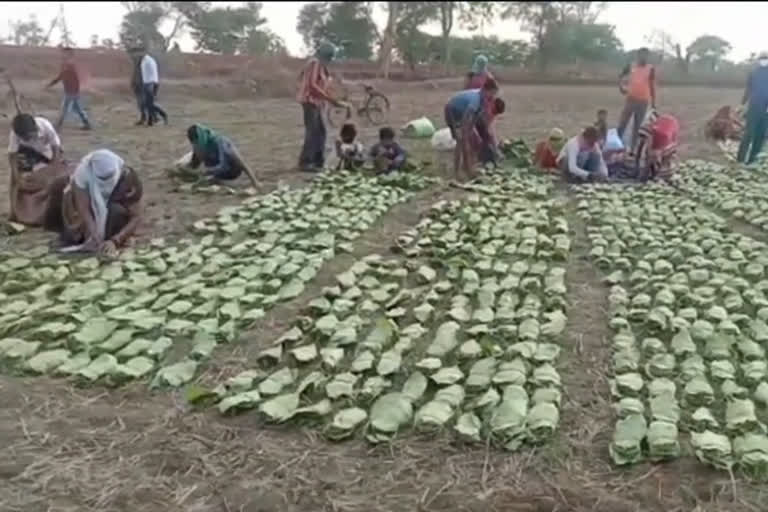 Tendu Leaves collection started in Dhamtari