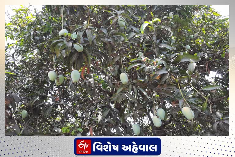 આ વર્ષે જિલ્લામાં કુલ 6 હજાર હેક્ટરમાં કેરીનું વાવેતર કરવામાં આવ્યું