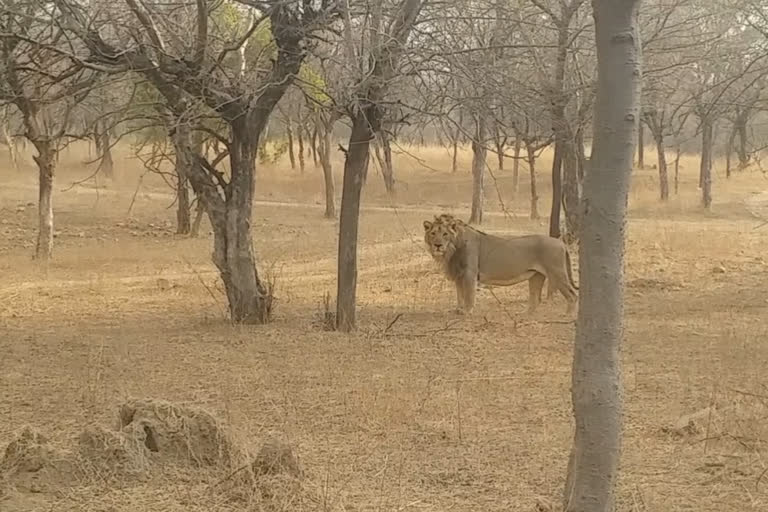 Asiatic lion tested positive for COVID in Jaipur