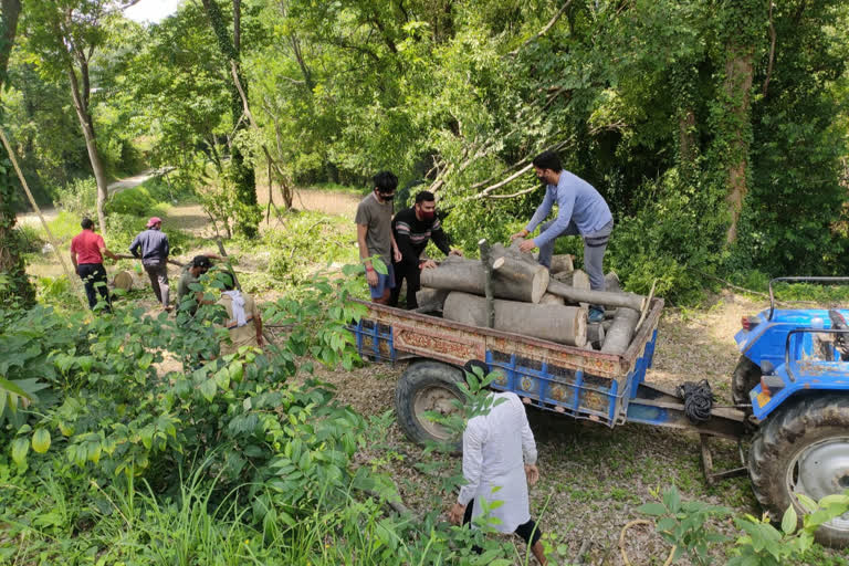 Youths of Chowk Panchayat are transporting wood to Sundernagar