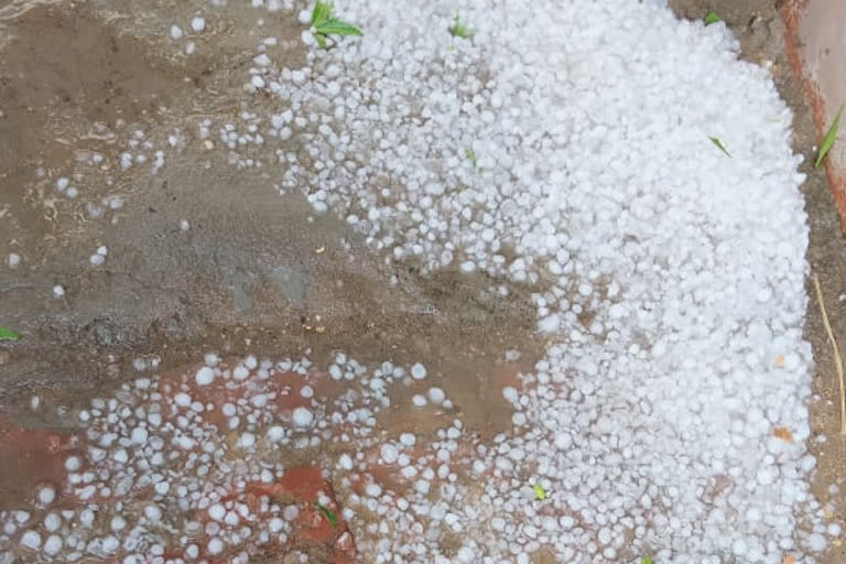 Behror news, Damage to cotton crop, hailstorm