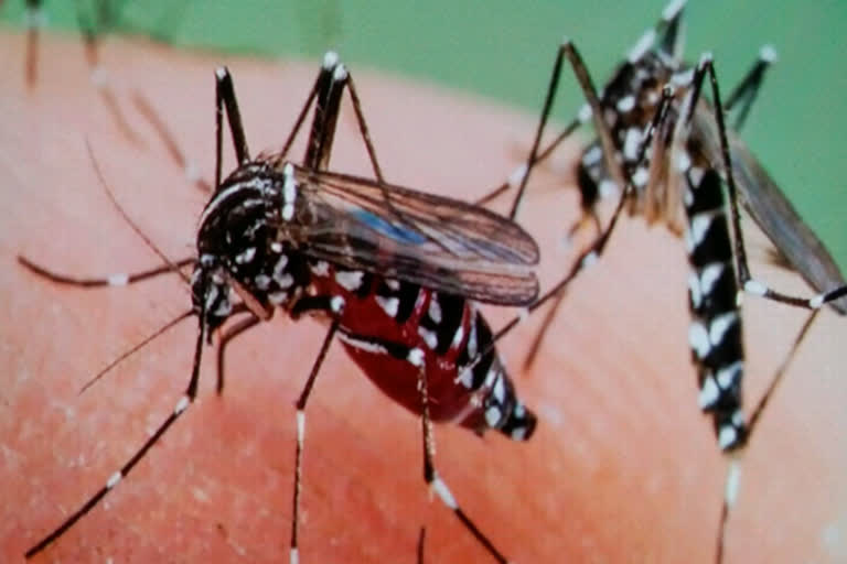 Nuh: Dengue Day will be celebrated on 16 May