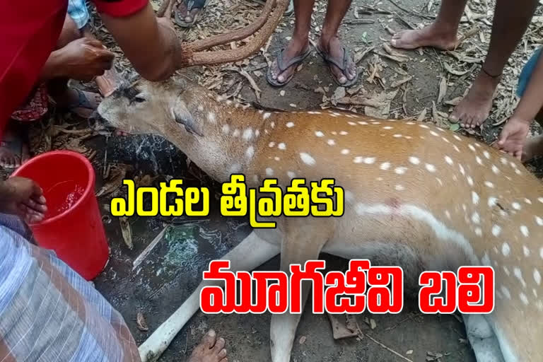 spotted deer died in vykuntapuram